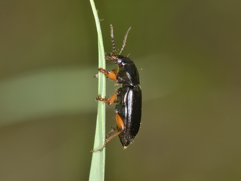 Carabide equilibrista: Anisodactylus binotatus